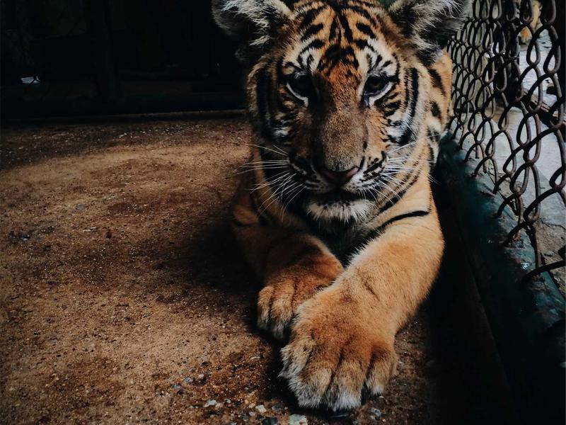 数字文旅产业园区建设