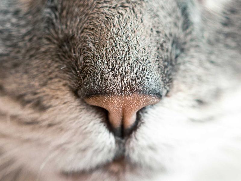 全息投影技术在文化展览中的应用与实践